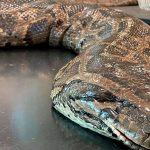 Woman died after being swallowed whole by a five-meter python