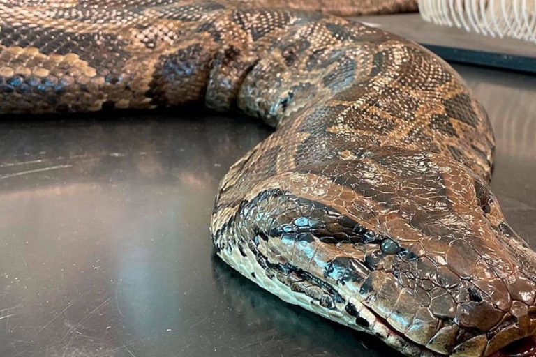 Woman died after being swallowed whole by a five-meter python